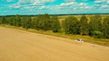 Hava aracı görüntüsü: beyaz SUV aracı buğday tarlasının yakınındaki kırsal yolda gidiyor. Drone ülkeyi boydan boya geçen bir arabayı takip ediyor. Araba macerası işte. Hareket halindeki arabaya üstten bak.