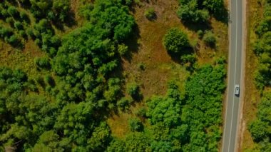 Hava aracı görüntüsü: Beyaz SUV arabası büyük ağaçların arasında yola çıkıyor. Drone, ormanlar arasında yol alan bir arabayı takip ediyor. Araba macerası işte. Hareket halindeki arabaya üstten bak. 