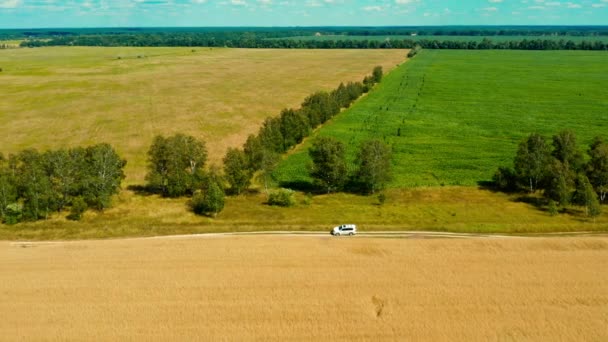 Aerial Drone View White Suv Car Going Rural Road Wheat — Stock Video