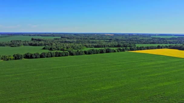 Flygdrönare Utsikt Vackert Sommarlandskap Grön Gård Fält Fågelutsikt Över Vårlandskapet — Stockvideo