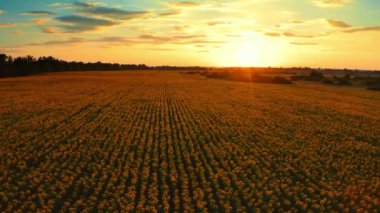 Güneş batarken yukarıdaki ayçiçeği tarlasına güzel bir hava manzarası. Çiçek açan ayçiçekleri ve güneş ışığıyla tarım alanının en üst görüntüsü. Büyük sarı tarlalı ve ayçiçekli yaz manzarası