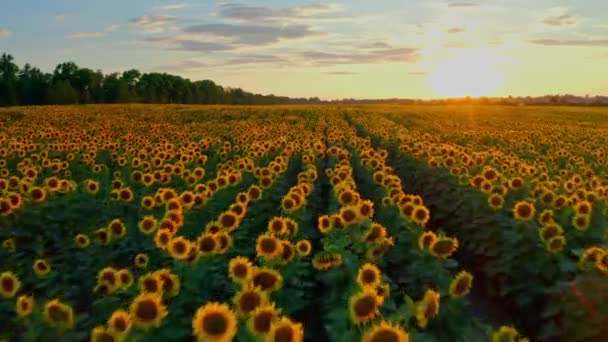 Güneş Batarken Yukarıdaki Ayçiçeği Tarlasına Güzel Bir Hava Manzarası Çiçek — Stok video