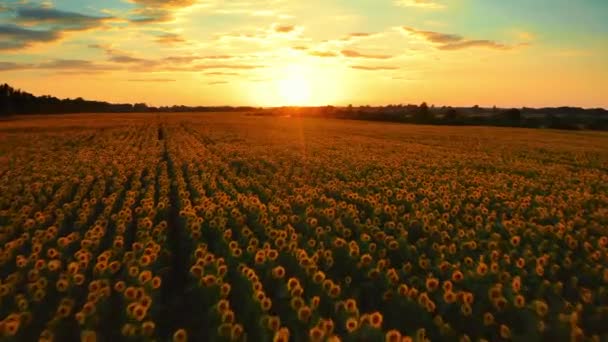 日落时 美丽的空中景色展现在向日葵的田野上 尽收眼底 是一片阳光灿烂的农田 夏天的风景 有黄色的大农场 开着向日葵 — 图库视频影像