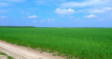 Açık güneşli bir günde orman ve çiftlik arazilerinin yakınlarındaki bir kır yolunun sinematik görüntüleri. Mavi gökyüzüne karşı genç buğday tarlasından geçen toprak yol. Yeşil buğday tarlası.  