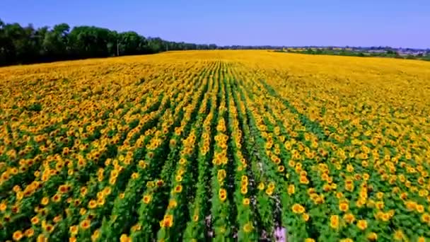 Vista Aérea Sobre Campo Girasoles Vista Superior Campo Agrícola Con — Vídeos de Stock