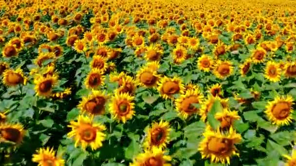 从空中俯瞰向日葵地 欣赏着盛开的向日葵的农田 夏天的风景 黄色的大农场 开着向日葵 Cinematic Shooing — 图库视频影像