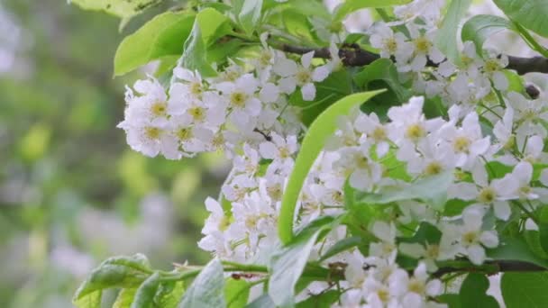 Kirschzweig Mit Blumen Frühling Blühen Ein Schöner Ast Mit Kirschblüten — Stockvideo