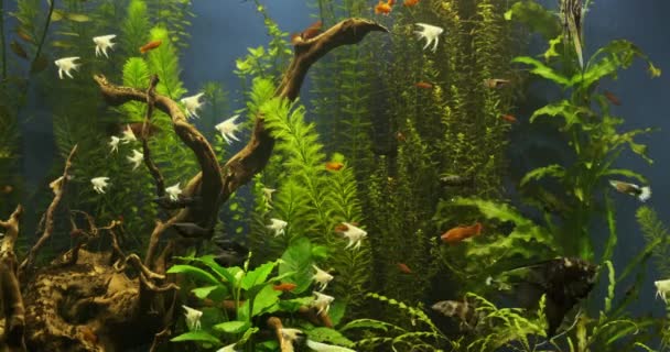 緑の植物や多くの魚と美しい淡水水族館 魚の大規模な群れと淡水水族館 美しい水族館の風景 アクアスペース — ストック動画