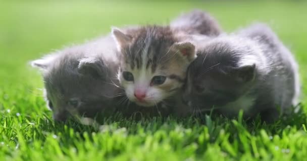 Küçük Kediler Yeşil Çimlerde Sürünüyor Bahçedeki Güzel Gri Kedi Yavrusu — Stok video