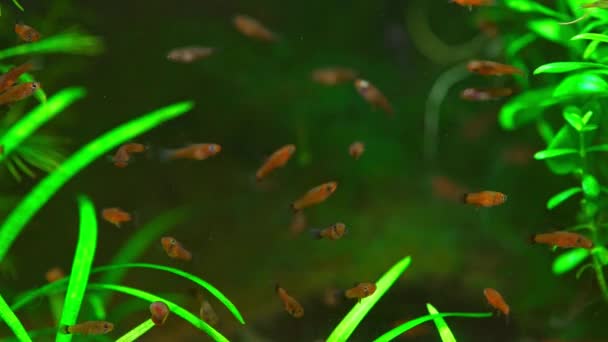 Klein Aquarium Met Rode Vissen Kersengarnalen Prachtig Zoetwateraquarium Met Groene — Stockvideo