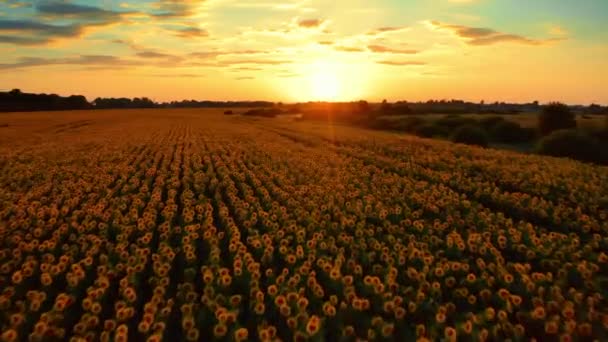 풍경에는 노란색 농장이 해바라기가 있습니다 위에서 아름다운 풍경을 해바라기 바라본다 — 비디오