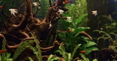 Yeşil bitkileri ve bir sürü balığı olan güzel bir tatlı su akvaryumu. Büyük bir balık sürüsü ile tatlı su akvaryumu. Güzel akvaryum manzarası. Su uzayı.