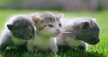 Küçük kediler yeşil çimlerde sürünüyor. Bahçedeki üç güzel gri kedi yavrusu. Tatlı Evcil Hayvanlar. Yeni doğmuş kedi yavruları ilk kez yerde sürünüyorlar..