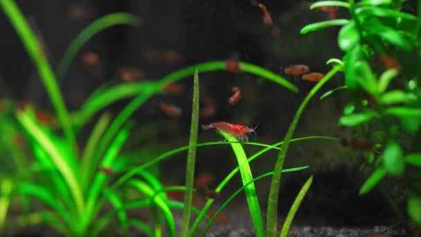Micro Aquarium Met Rode Vissen Kersengarnalen Prachtig Zoetwateraquarium Met Groene — Stockvideo