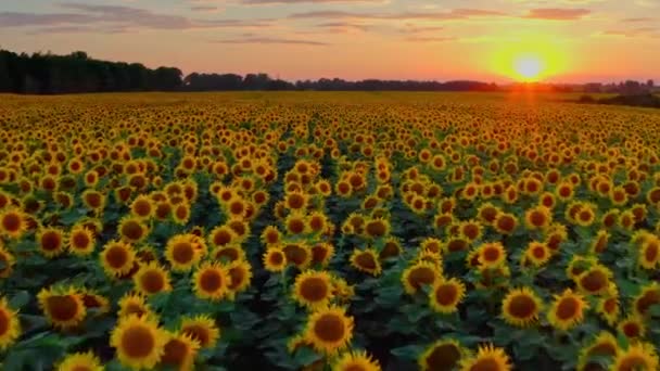 Schöne Luftaufnahme Über Dem Sonnenblumenfeld Bei Sonnenuntergang Blick Von Oben — Stockvideo