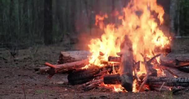 Stor Brinnande Eld Skogen Molnigt Väder Låg Vinkel Syn Elden — Stockvideo