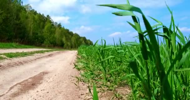 Filmový Záběr Venkovské Silnice Poblíž Lesů Polí Farmě Jasného Slunečného — Stock video