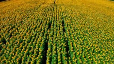 Ayçiçeği tarlasının üzerindeki güzel hava manzarası. Çiçek açan ayçiçekleriyle tarım alanının en üst görüntüsü. Büyük sarı tarlalı ve ayçiçekli yaz manzarası. ŞİRKETİCİ Çekim.