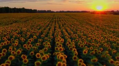 Güneş batarken yukarıdaki ayçiçeği tarlasına güzel bir hava manzarası. Çiçek açan ayçiçekleri ve güneş ışığıyla tarım alanının en üst görüntüsü. Büyük sarı tarlalı ve ayçiçekli yaz manzarası