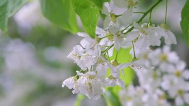 İlkbaharda kiraz çiçekleri açar. Rüzgarda sallanan kiraz çiçeklerinin makro çekimi. Bahar ağaçlarının yavaş çekim sineması 