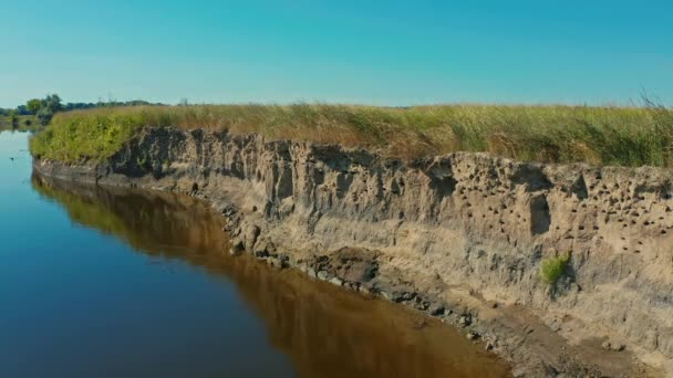 Drone Clip Cinématographique Aérien Observation Hirondelles État Sauvage Les Hirondelles — Video