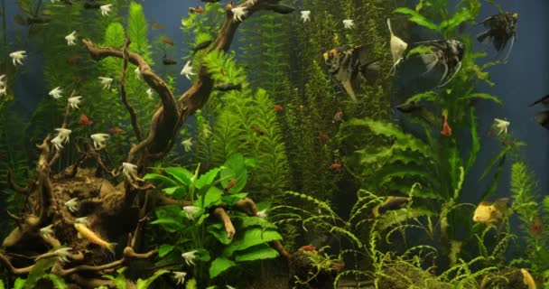 Prachtig Zoetwateraquarium Met Groene Planten Veel Vissen Zoetwateraquarium Met Een — Stockvideo