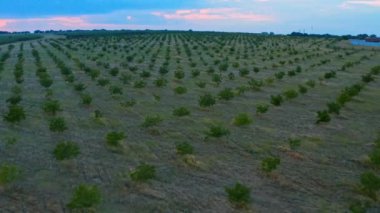 Drone gün batımında küçük ağaçlardan oluşan bir bahçenin üzerinden uçar. Yeşil meyve ağaçlarının havadan görünüşü.