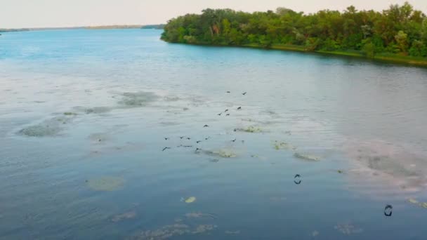 Luchtfoto Zwerm Wilde Vogels Vliegt Rivier Drone Volgt Een Kudde — Stockvideo