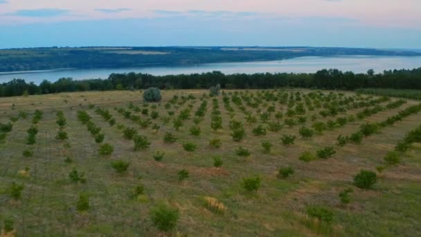 Drone Vola Sopra Giardino Piccoli Alberi Con Vista Sul Fiume — Video Stock