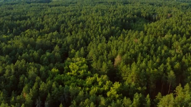 Drone Flying Forest Sunny Day Aerial View Green Dense Forest — Stock Video