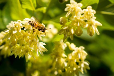 Ihlamur çiçekleri üzerinde bal arısı.