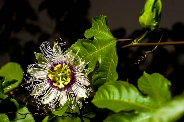 Passiflora sürüngen çiçeği (tutku meyvesi).