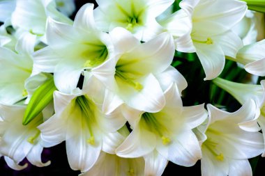 Beyaz zambaklar yakın plan..