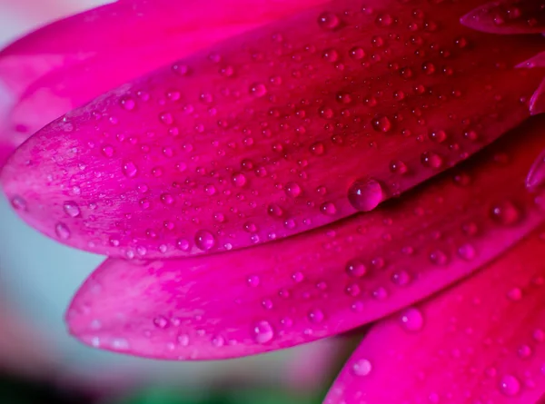 Crimson Gerbera Petals Water Drops Close Side View — Stock Photo, Image