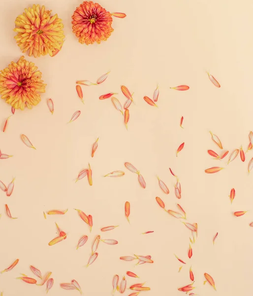 Sárga Virág Egy Yyellow Virág Sárga Alapon Őszi Kompozíció Lapos Stock Kép