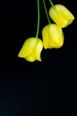 Siyah arkaplanda sarı laleler