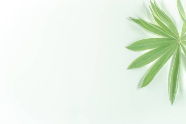 Yeşil yaprak beyaz arkaplanı kapat