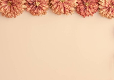 Bej bir zemin üzerinde sarı kasımpatı çiçekleri ve metin için boşluk içeren bir kompozisyon. Sonbahar yerleşimi ya da tebrik kartı. Yukarıdan görünüşü.