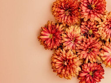 Bej bir zemin üzerinde sarı kasımpatı çiçekleri ve metin için boşluk içeren bir kompozisyon. Sonbahar yerleşimi ya da tebrik kartı. Yukarıdan görünüşü.