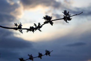 Baharda erik bahçesi