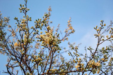 Baharda erik bahçesi