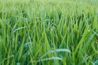Rusya 'nın orta kesiminde yemyeşil çimenler. Bir yaz akşamı gün batımında.