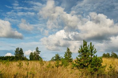 Sarı bir tarlada genç çam ağaçları