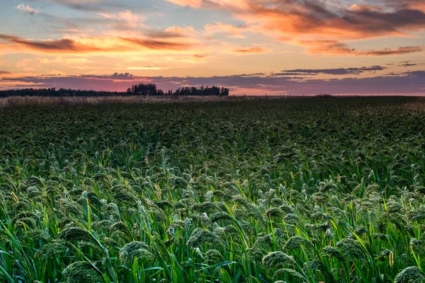 Champ Vert Lumineux Coucher Soleil — Photo