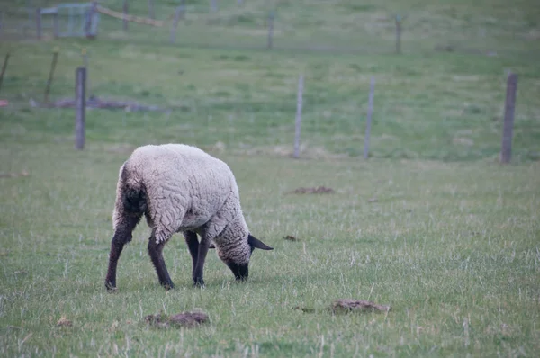 Witte Pluizige Wilde Schapen Lopen Eten Van Groen Gras Weelderige — Stockfoto