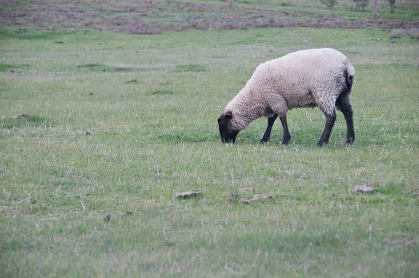 White Fluffy Wild Sheep Walk Eat Green Grass Country Lush — Stock Photo, Image