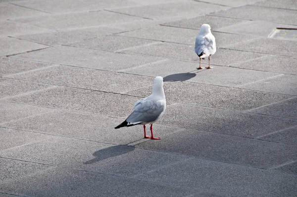 Gabbiano Uccello Graziosamente Camminare Marciapiede Cemento Nel Pomeriggio — Foto Stock