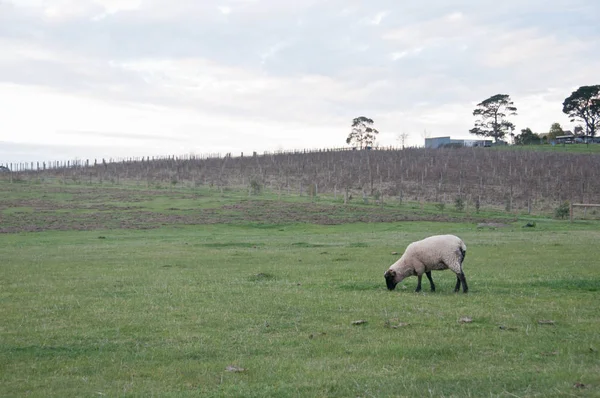 Biały Puszysty Dzikie Owce Chodzić Jeść Trawa Zielona Bujne Pola — Zdjęcie stockowe
