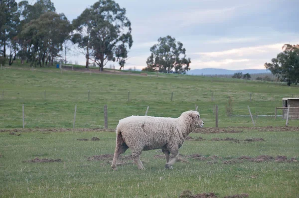 Witte Pluizige Wilde Schapen Lopen Eten Van Groen Gras Weelderige — Stockfoto