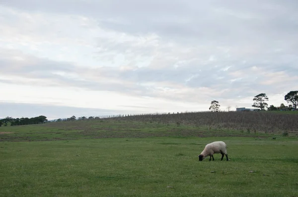 Bianco Soffici Pecore Selvatiche Piedi Mangiare Erba Verde Campagna Lussureggiante — Foto Stock